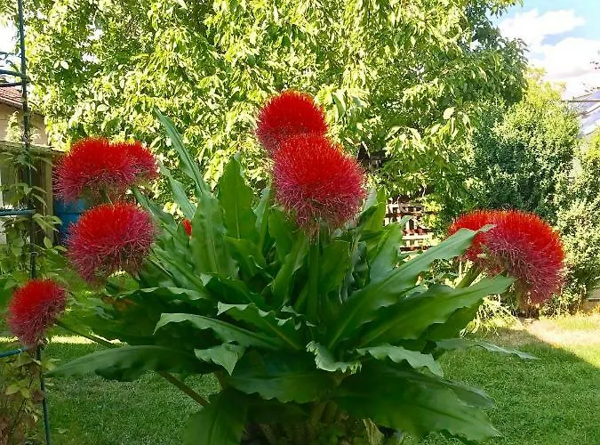 Sonja Müller 3* Nohra (Weimar)